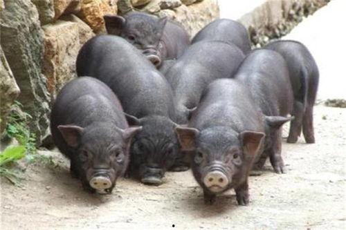 吃瓜香猪视频全集,揭秘猪界网红的欢乐生活