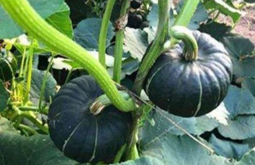 小网红吃瓜视频,一场视觉盛宴背后的真相  第2张