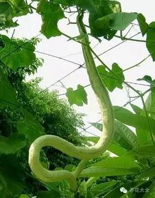 蛇瓜可以砍着吃吗视频,探索独特食用方法