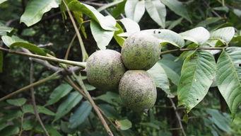 蛇瓜可以砍着吃吗视频,探索独特食用方法 第2张 蛇瓜可以砍着吃吗视频,探索独特食用方法 第2张