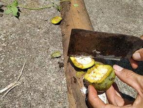 蛇瓜可以砍着吃吗视频,探索独特食用方法 第3张 蛇瓜可以砍着吃吗视频,探索独特食用方法 第3张