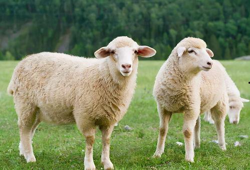 蟋蟀会吃羊瓜吗视频大全,揭秘昆虫与植物的奇妙互动  第2张