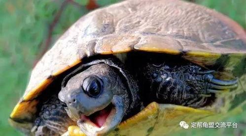 乌龟吃不吃蜜瓜呢视频,美味诱惑还是难以抗拒？  第2张