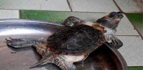 乌龟吃不吃蜜瓜呢视频,美味诱惑还是难以抗拒？  第3张