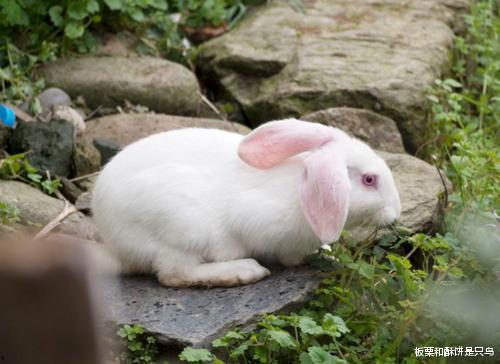 兔子吃瓜拉稀怎么办视频,兔子拉稀瓜食过量应对攻略