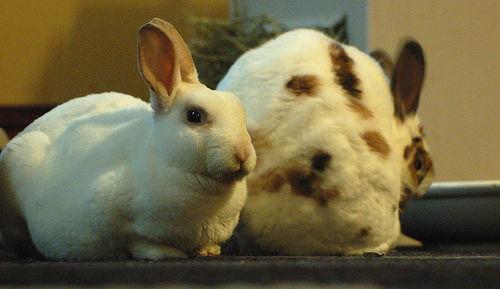 兔子吃瓜拉稀怎么办视频,兔子拉稀瓜食过量应对攻略 第2张 兔子吃瓜拉稀怎么办视频,兔子拉稀瓜食过量应对攻略 第2张