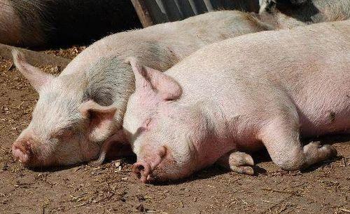 猪吃瓜有营养吗视频,猪吃瓜真的有益健康吗？