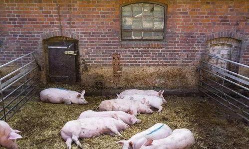 猪吃瓜有营养吗视频,猪吃瓜真的有益健康吗? 第2张 猪吃瓜有营养吗视频,猪吃瓜真的有益健康吗? 第2张