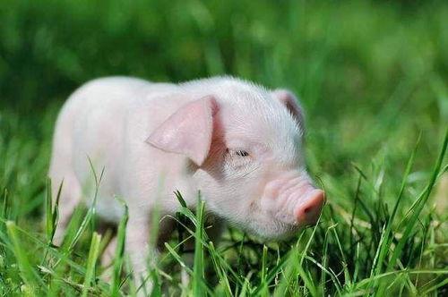 猪吃瓜有营养吗视频,猪吃瓜真的有益健康吗? 第3张 猪吃瓜有营养吗视频,猪吃瓜真的有益健康吗? 第3张