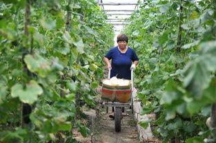 农村吃瓜菜视频,农村生活趣味视频集锦