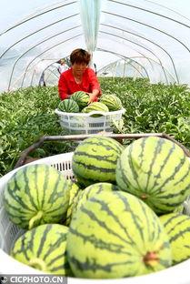 农村吃瓜菜视频,农村生活趣味视频集锦  第2张