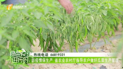 农村吃瓜菜视频,农村生活趣味视频集锦  第3张