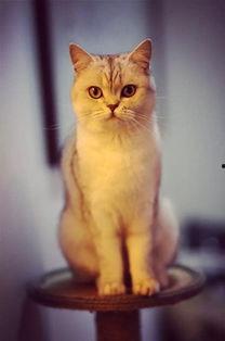 吃瓜猫视频素材网站大全,一网打尽热门搞笑瞬间  第2张