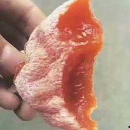 猴子和妹妹吃哈密瓜视频