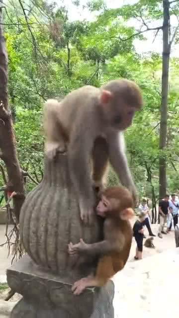 猴子和妹妹吃哈密瓜视频  第2张