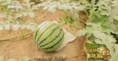 快手上传播吃瓜视频,快手吃瓜视频背后的现象解析  第3张