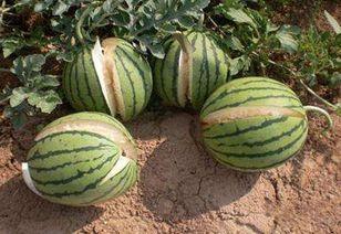 贵州人怎么吃洋瓜好吃视频,洋瓜的独特吃法揭秘 第3张 贵州人怎么吃洋瓜好吃视频,洋瓜的独特吃法揭秘 第3张