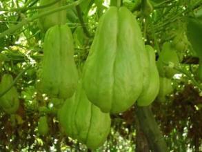 偷摘佛手瓜怎么吃视频,视频教你美味家常做法  第3张