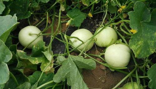 帝景城吃瓜视频最新,揭秘网红小区背后的惊人真相  第2张