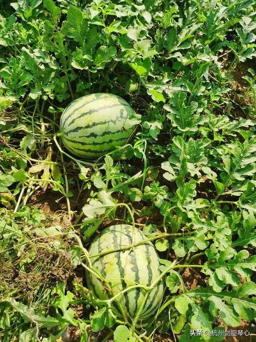 看瓜吃瓜视频,揭秘娱乐圈幕后真相 第2张 看瓜吃瓜视频,揭秘娱乐圈幕后真相 第2张