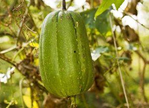 太阳毒吃瓜视频,揭秘娱乐圈背后的秘密与真相