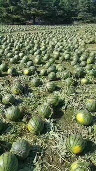 揭阳榕西湖吃瓜事件视频,一场网络热议的美食争议  第3张