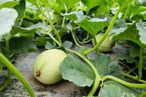 韩城吃瓜视频网红男女,吃瓜视频中的甜蜜与争议 第3张 韩城吃瓜视频网红男女,吃瓜视频中的甜蜜与争议 第3张