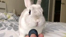 兔子捂嘴吃瓜视频播放  第2张