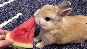 兔子捂嘴吃瓜视频播放  第3张