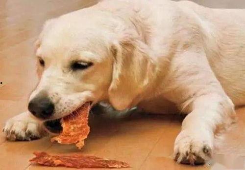 别人吵架狗狗吃瓜视频大全,围观人类吵架，萌态百出！