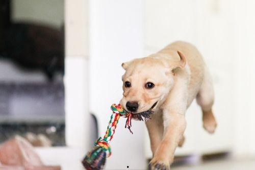 别人吵架狗狗吃瓜视频大全,围观人类吵架，萌态百出！  第2张