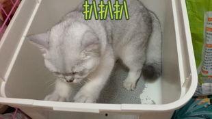 一个猫咪吃瓜视频,萌宠版“瓜王争霸”