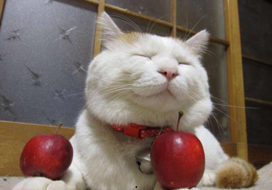 一个猫咪吃瓜视频,萌宠版“瓜王争霸”  第3张