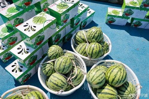 欢乐吃瓜的视频,揭秘热门视频背后的趣味故事  第3张