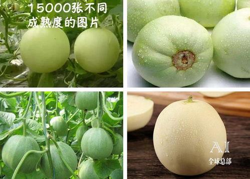 什么瓜可以吃视频,一场关于健康饮食的趣味探索之旅  第2张