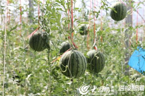 揭阳吃瓜曝光视频大全最新,一网打尽当地美食瞬间  第2张