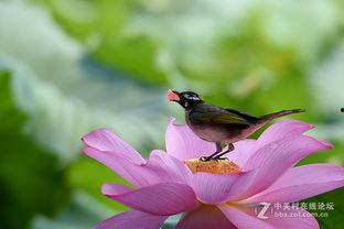 鸟儿有瓜吃的视频,揭秘“鸟儿有瓜吃”的生态奇观