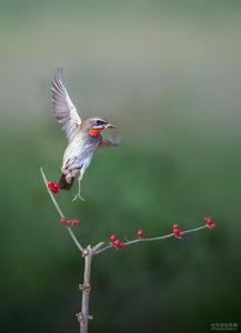 鸟儿有瓜吃的视频,揭秘“鸟儿有瓜吃”的生态奇观  第2张