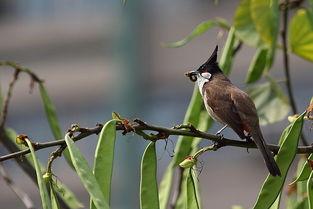鸟儿有瓜吃的视频,揭秘“鸟儿有瓜吃”的生态奇观  第3张