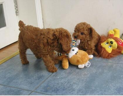 泰迪可以吃苹果瓜吗视频,苹果瓜的适宜性揭秘  第2张