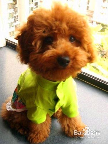 泰迪可以吃苹果瓜吗视频,苹果瓜的适宜性揭秘  第3张