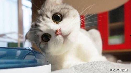 小猫吃瓜围观视频播放下载,萌态十足引网友热议  第3张