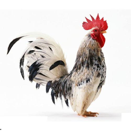 鸡吃土耳其瓜吗会死吗视频,探究鸡食用土耳其瓜的致命之谜  第2张