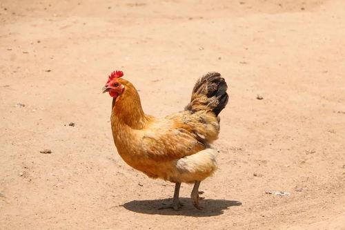 鸡吃土耳其瓜吗会死吗视频,探究鸡食用土耳其瓜的致命之谜  第3张