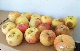 葫芦瓜烫着吃会中毒吗视频,葫芦瓜烫食中毒风险揭秘 第2张 葫芦瓜烫着吃会中毒吗视频,葫芦瓜烫食中毒风险揭秘 第2张