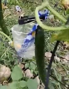 太原网红吃瓜事件视频,揭秘网络舆论的风暴中心 第2张 太原网红吃瓜事件视频,揭秘网络舆论的风暴中心 第2张