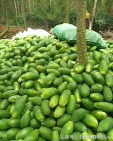 一日三餐只吃瓜视频,揭秘瓜类美食的养生之道  第2张