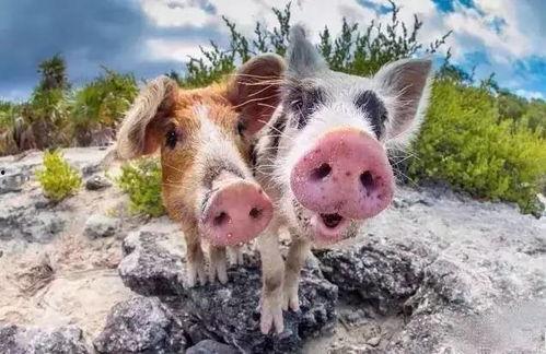 吃瓜少女猪小冰视频大全,笑料百出,欢乐无限 第2张 吃瓜少女猪小冰视频大全,笑料百出,欢乐无限 第2张