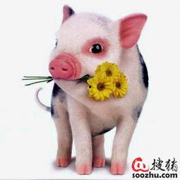 小猪吃瓜配音搞笑视频大全,小猪吃瓜配音搞笑视频大盘点  第2张