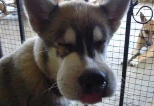 二傻吃瓜视频免费观看下载,免费观看与下载，畅享欢乐时光  第3张